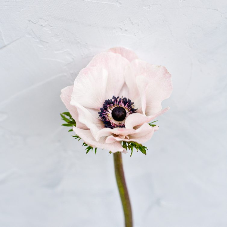 Pink anemone stock photo